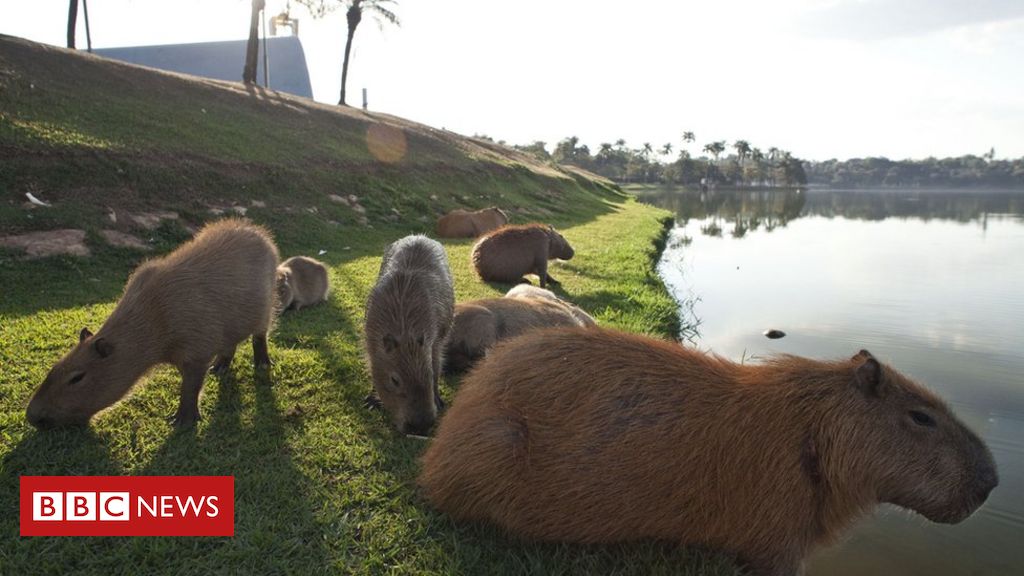 O corpo eu já tenho em 2023  Capivara, Fotos de capivara, Capivaras