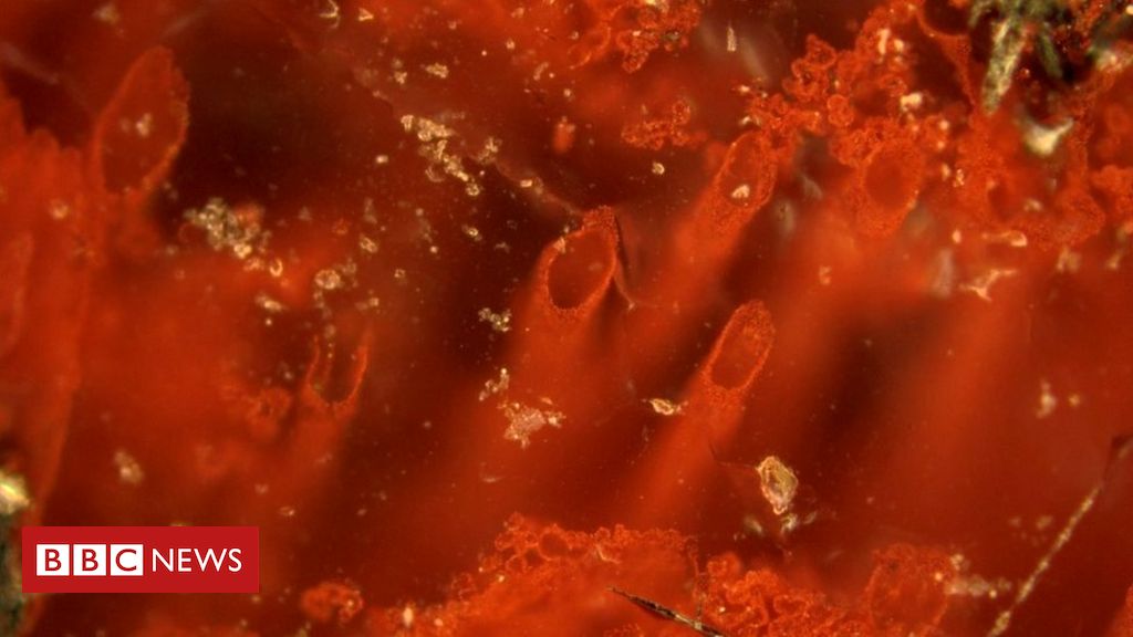 Scientists Discover Fossils 4 Billion Years Old, Closer to Origin of Life