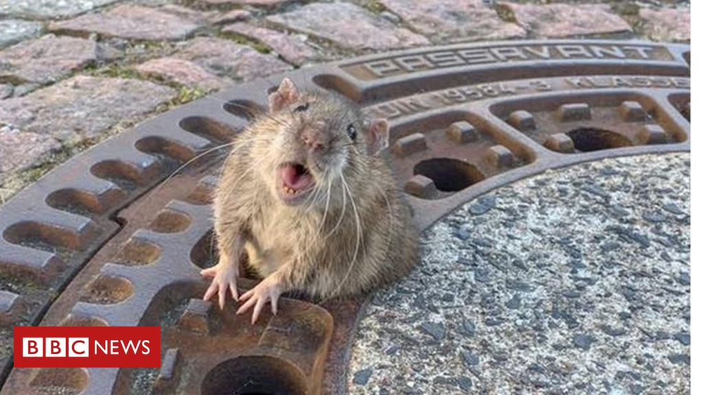 Rata 'gordinha' é salva após ficar entalada em bueiro na Alemanha