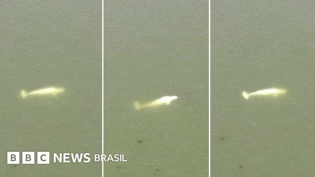 Une baleine prise dans la Seine intrigue les scientifiques et mobilise