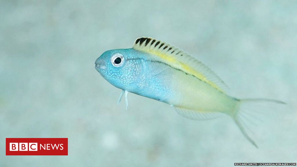 Veneno da rara cobra coral azul pode ser analgésico, diz pesquisa