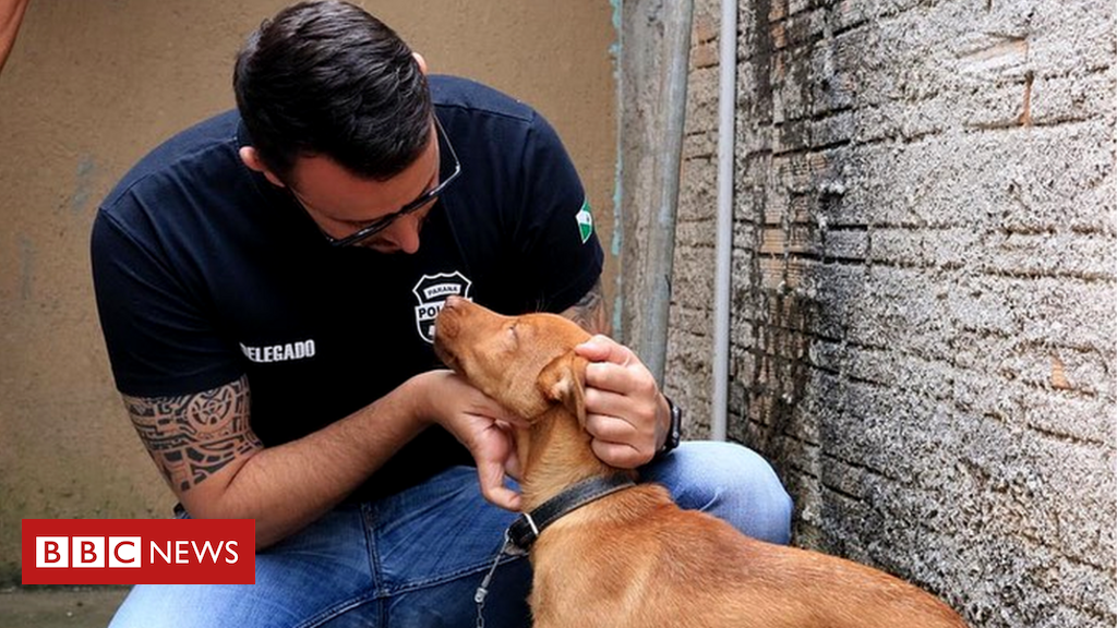 Imagens chocantes mostram como os animais são mortos para uma