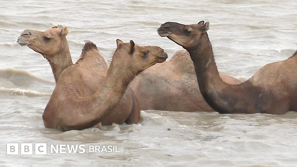 Os raros camelos nadadores ameaçados pela indústria de sal da Índia