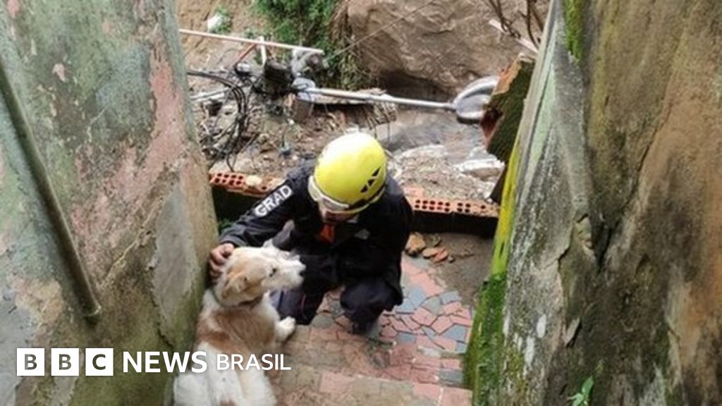 Petrópolis: ‘Animais são último elo com tudo que a pessoa perdeu’, diz veterinária que faz resgates