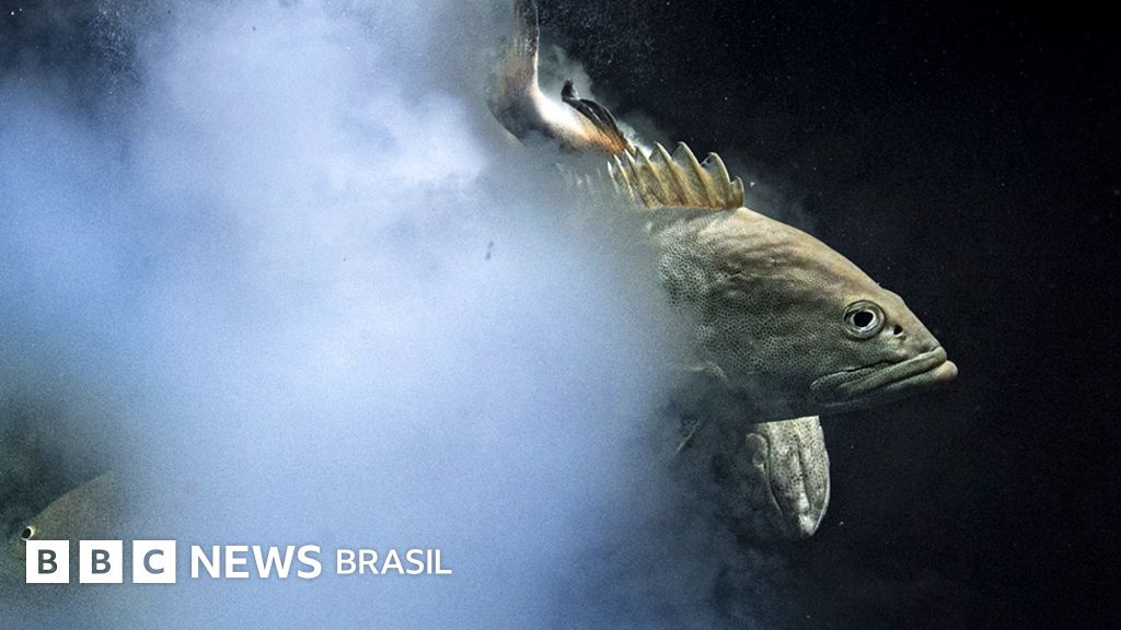 Imagem de ‘sexo explosivo’ vence concurso de fotos de vida selvagem
