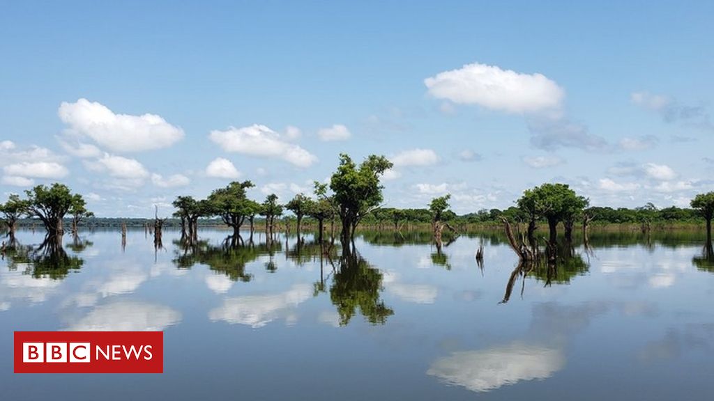 A Terra, O Ar, O Fogo, A Água, Retorna - Irmãos da Floresta 