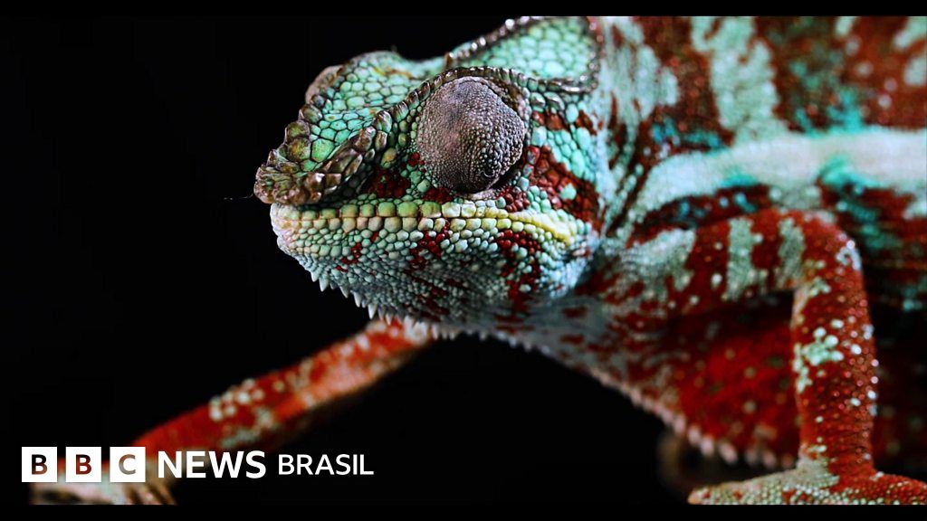 A pele artificial que muda de cor e pode dar aos humanos o poder dos camaleões