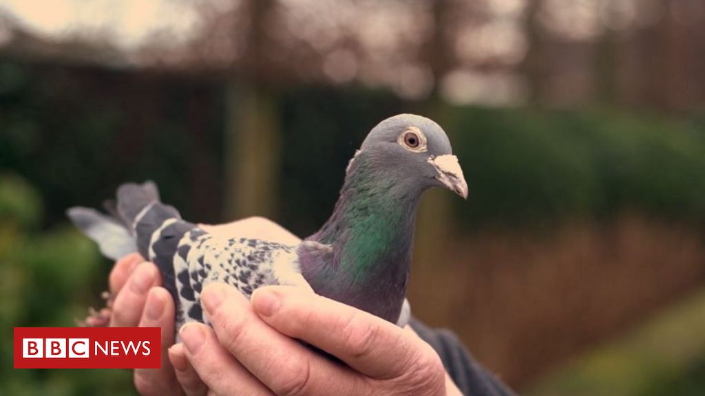 Pombo-correio coloca inteligência britânica em xeque