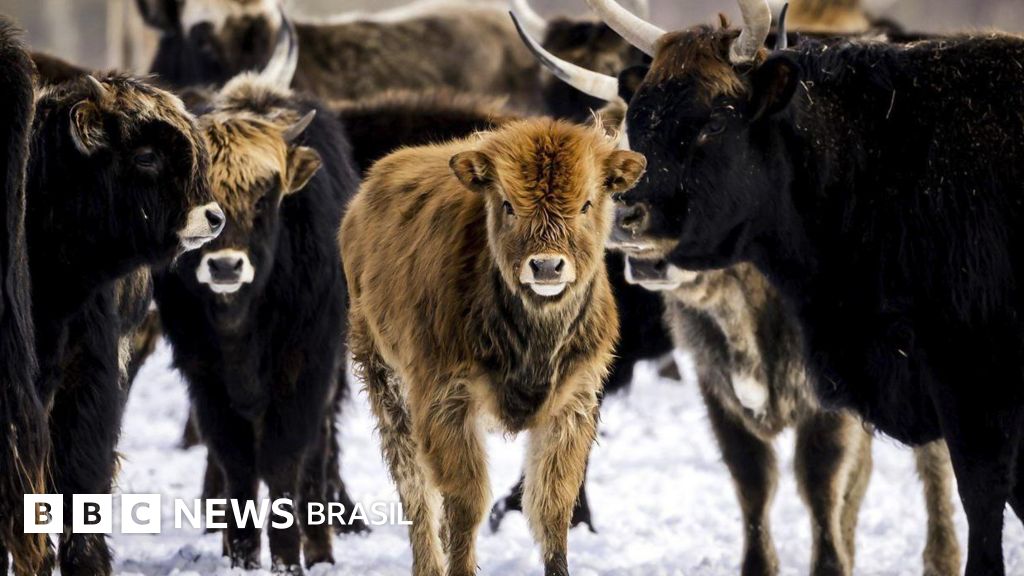 O experimento na Holanda que transformou santuário de animais em campo de extermínio