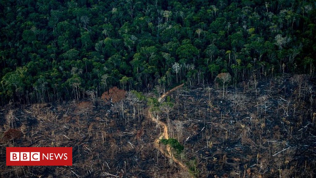 O perigoso elo entre desmatamento e pandemias - Outras Palavras