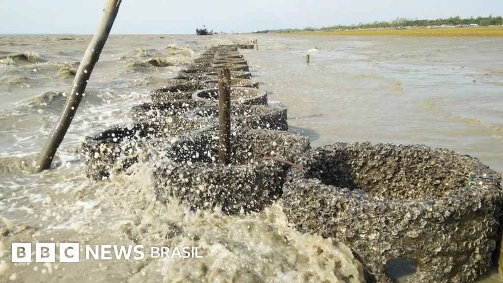 O inusitado uso de ostras para proteger Bangladesh do aumento do nível do mar