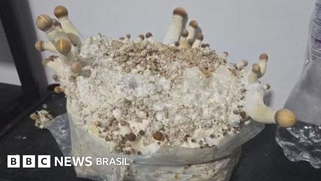 A ofensiva policial contra os 'cogumelos mágicos' que pode levar tema ao STF