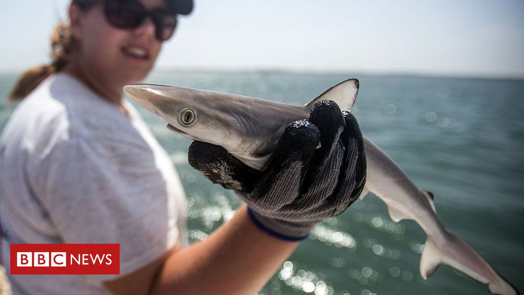 Por que tubarões na costa do Brasil testaram positivo para cocaína