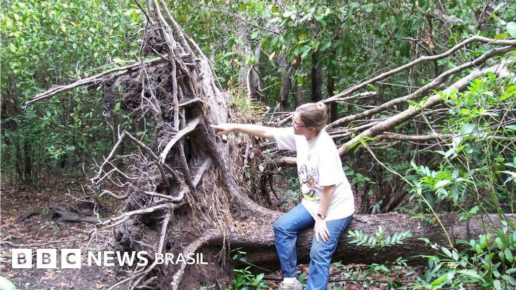 Mudanças climáticas: como ventanias atípicas matam árvores da Amazônia