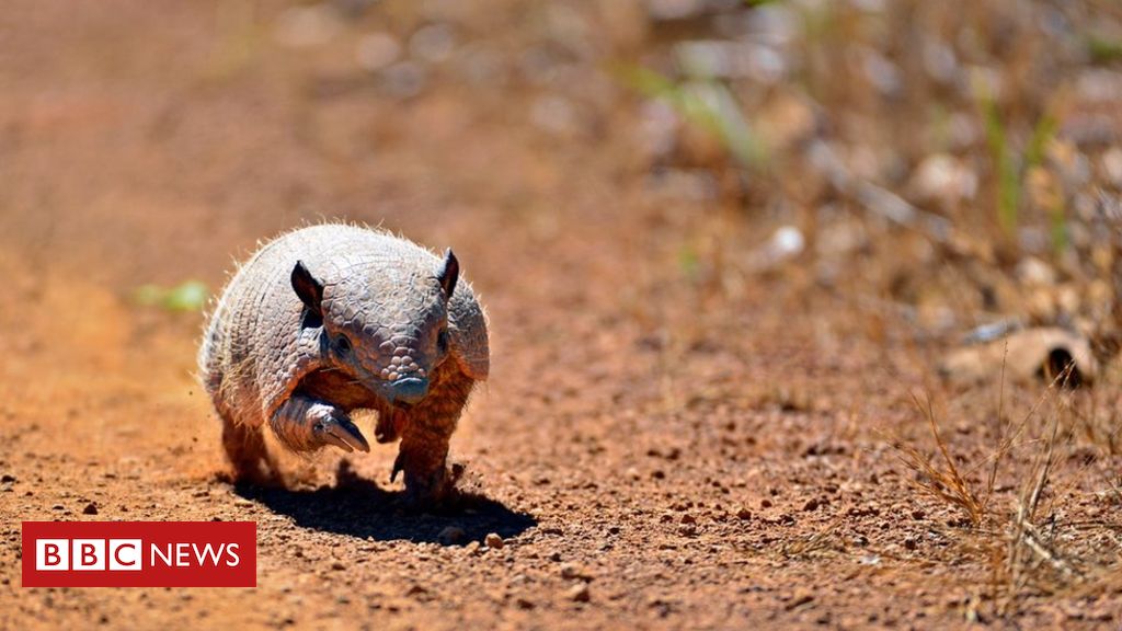 Você não deve alimentar os saguis - Fauna News