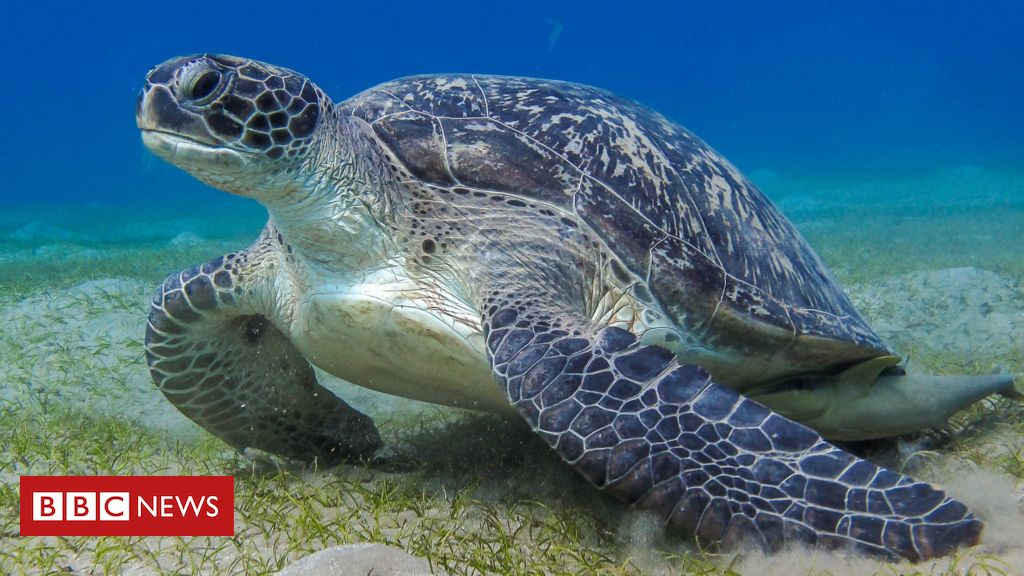 Você consegue encontrar a cobra em meio às tartarugas nesta imagem?