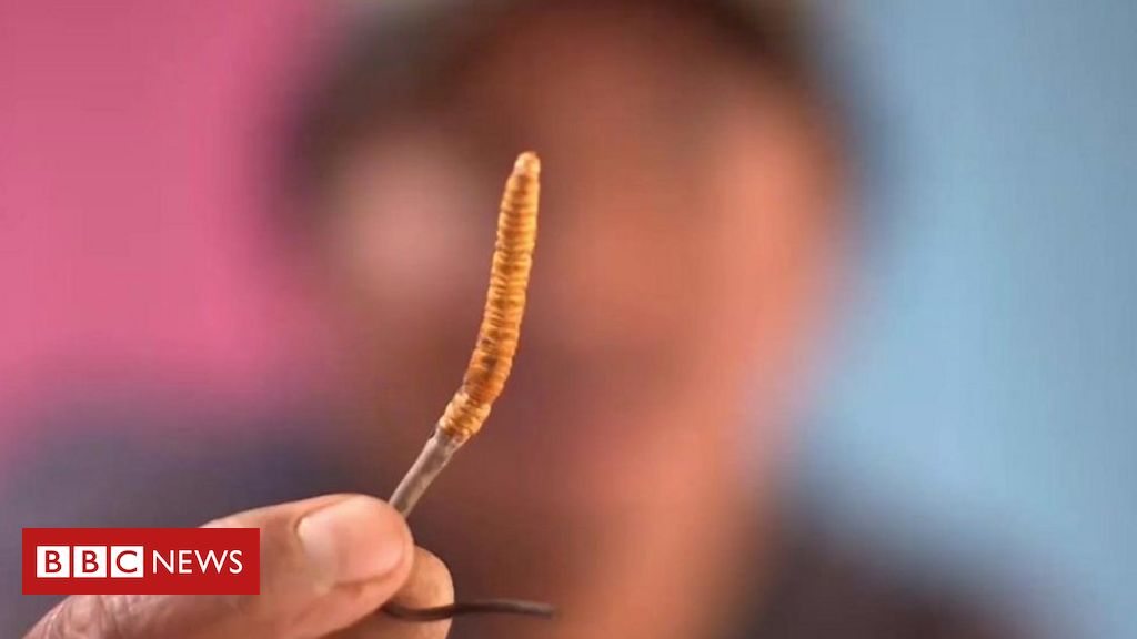 Resultado de imagem para 'Viagra do Himalaia': o fungo parasita 'afrodisÃ­aco' mais caro que ouro