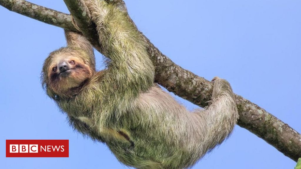 Conheça os mamíferos de sangue frio - BBC News Brasil