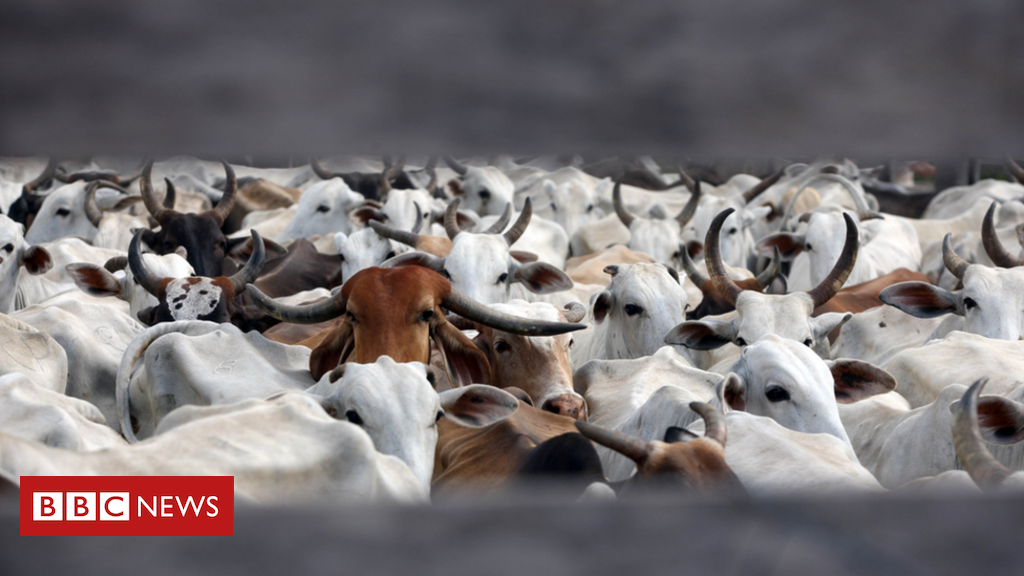 A carne possível: fazendeiro mostra como pecuária pode regenerar o Cerrado  - 18/03/2021 - UOL ECOA