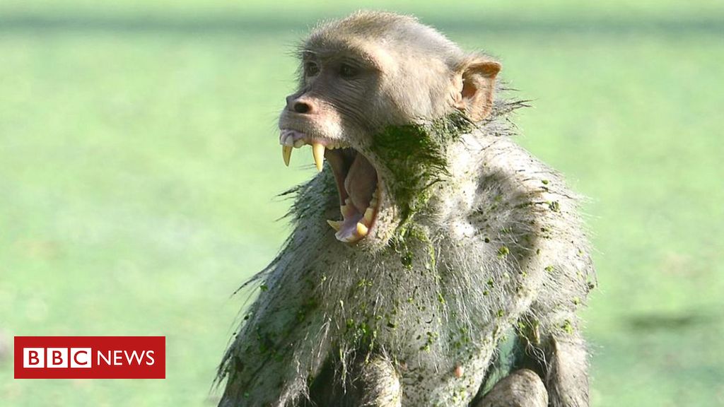 Um macaco branco com um rosto nele