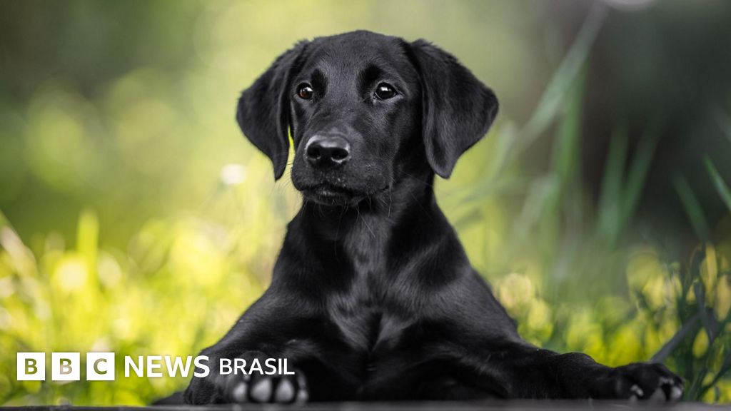 Por que Escócia vai exigir 'termo de compromisso' para quem quiser ter cães