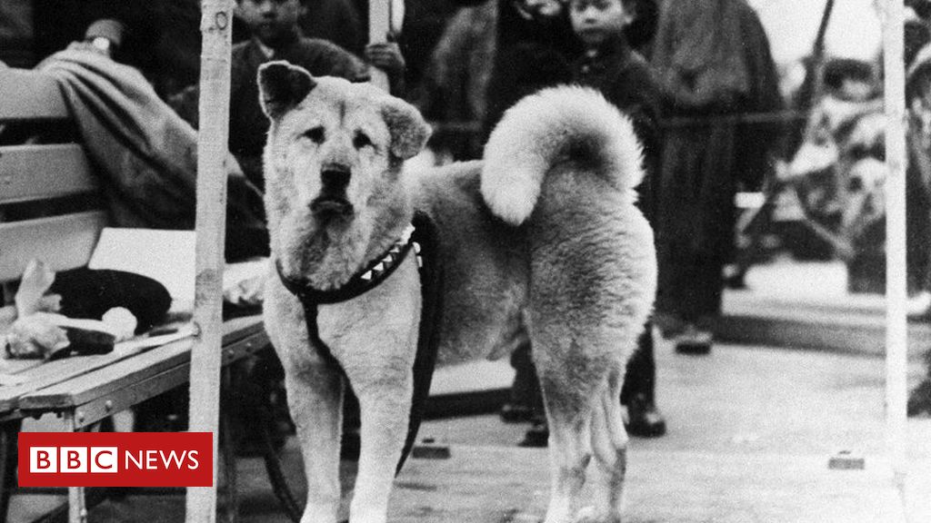 Hachiko: a história do cão 'mais fiel do mundo', que nasceu há 100 anos