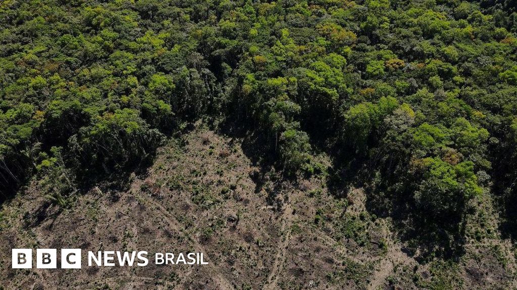 Brasil deve desmatar área equivalente a MG até 2050, projeta estudo de Oxford