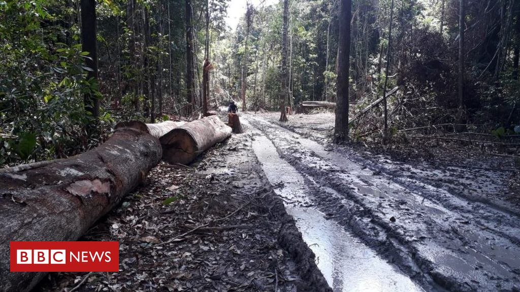 Desmatamento na Amazônia seria o dobro do registrado pelo Inpe, aponta estudo de universidade americana