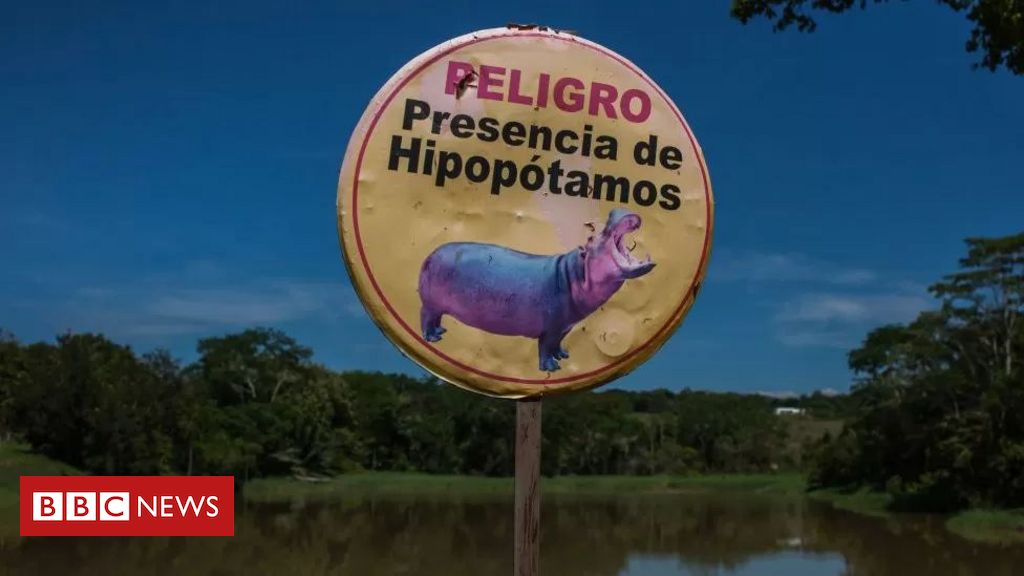 Tratados como indesejáveis pela Colômbia, 'hipopótamos de Pablo Escobar' correm risco de serem dizimados