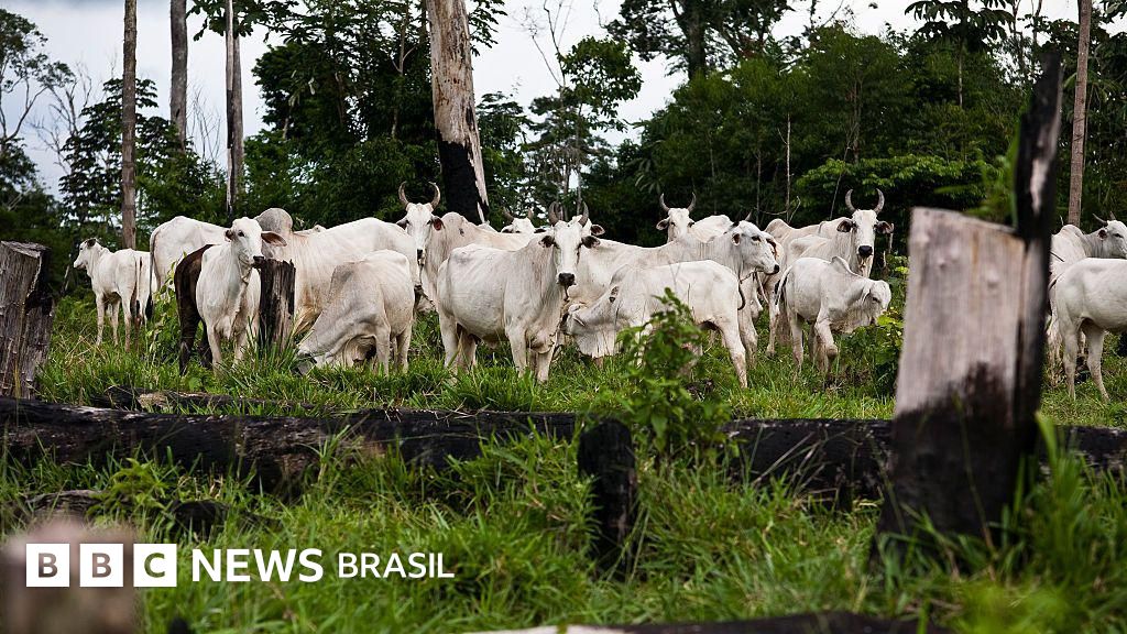 Pecuária brasileira na 'lista suja': o que EUA dizem sobre trabalho forçado no Brasil ao propor mais tarifas