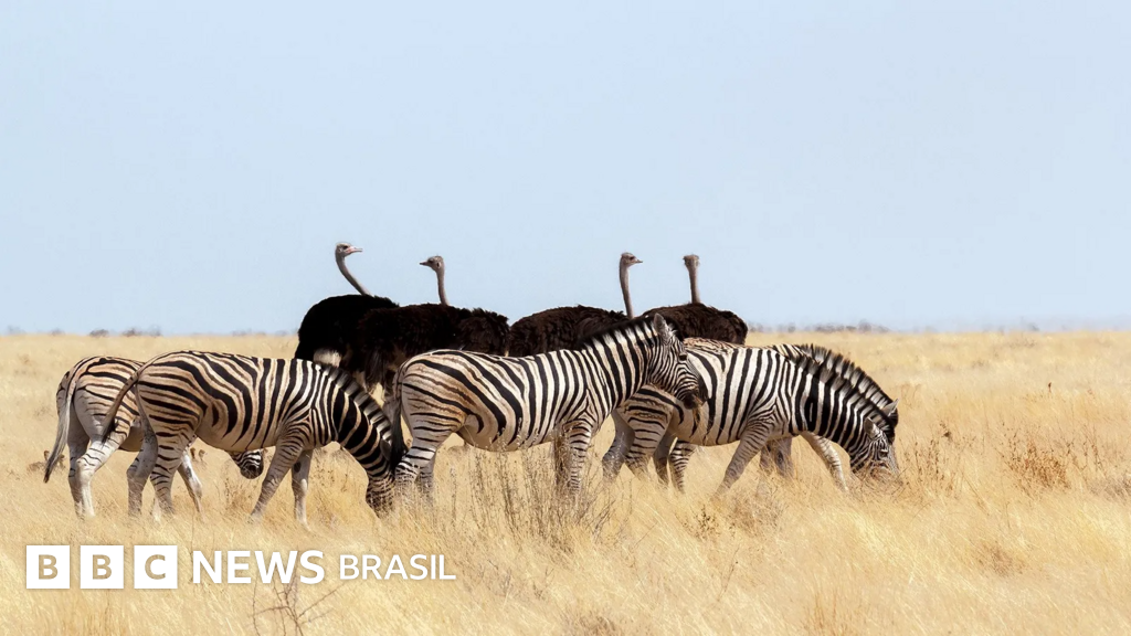Como a natureza desenvolveu relações entre animais de espécies diferentes