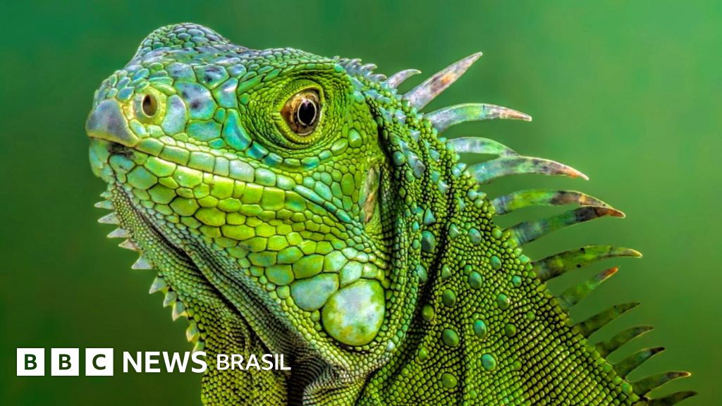 7 falácias lógicas que ajudam a detectar um argumento infundado numa discussão