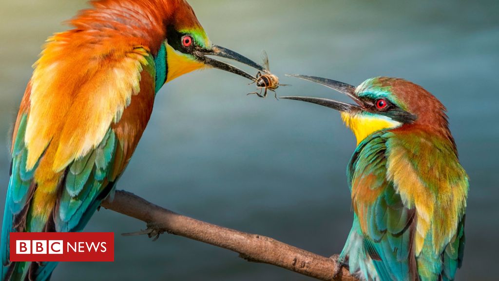 Os animais que também trocam presentes 