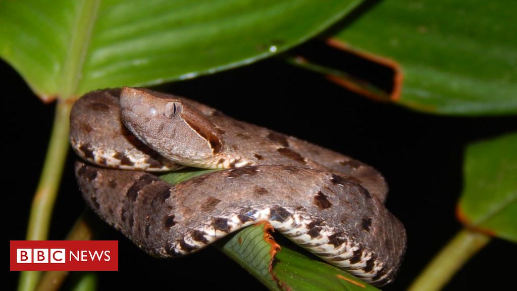 Cobras da Amazônia – ACA – Associação Comercial do as, cobra azul