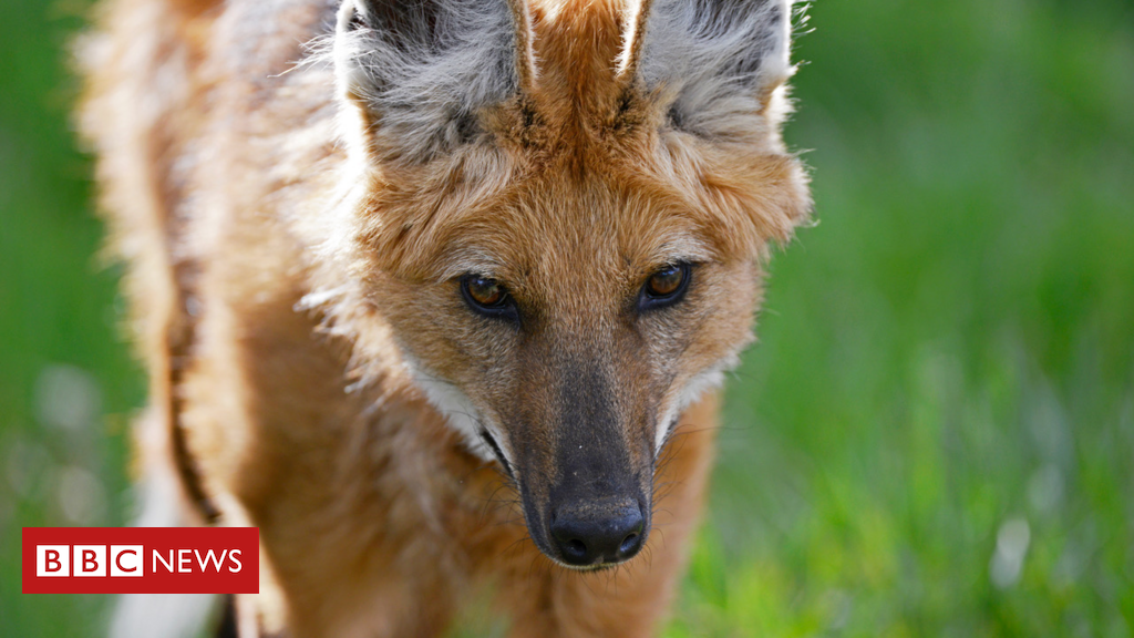 Lobo-guará, o 'semeador de árvores' ameaçado na natureza e homenageado em  nota de R$ 200 - BBC News Brasil