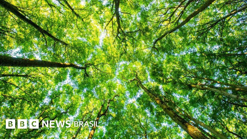 A comunicação silenciosa entre as plantas