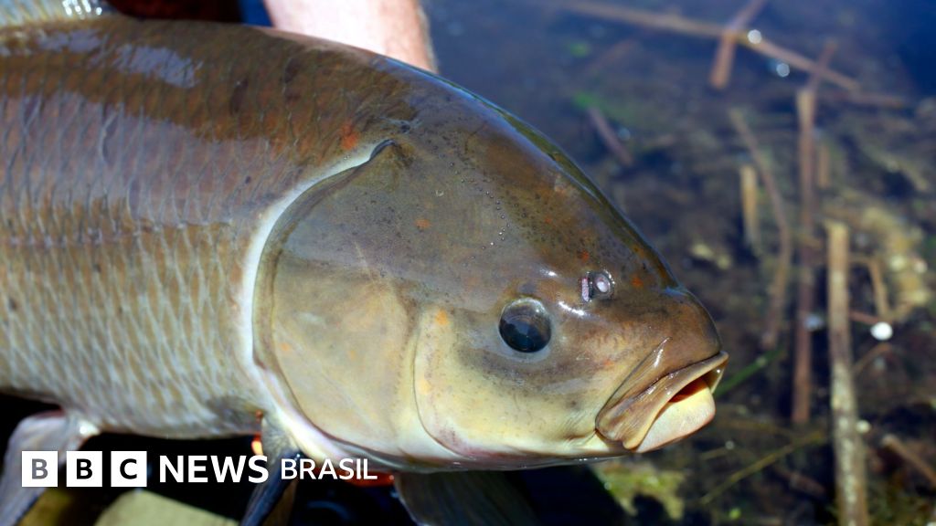 O peixe que vive mais de 100 anos e não parece envelhecer