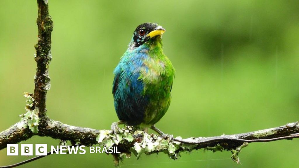O raro pássaro metade fêmea, metade macho avistado na Colômbia
