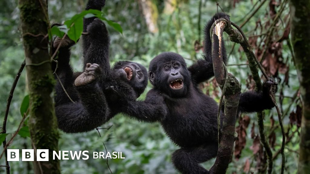 Por que alguns animais desenvolvem senso de humor