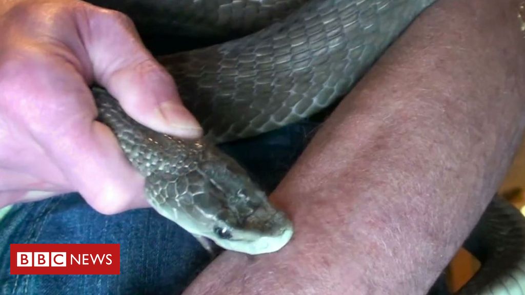 Serpente mais mortal da Austrália é encontrada no quarto de, ok