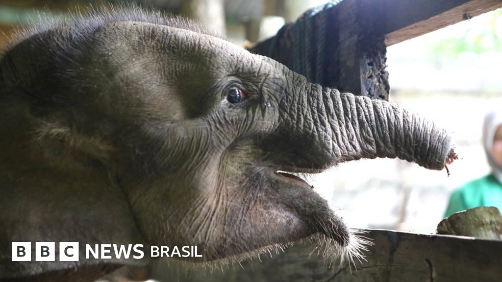 Filhote de elefante morre após perder metade da tromba em armadilha de caçadores