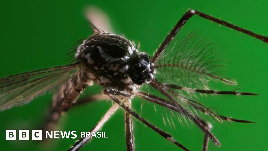 A corrida 'urgente' para encontrar remédios efetivos contra a dengue