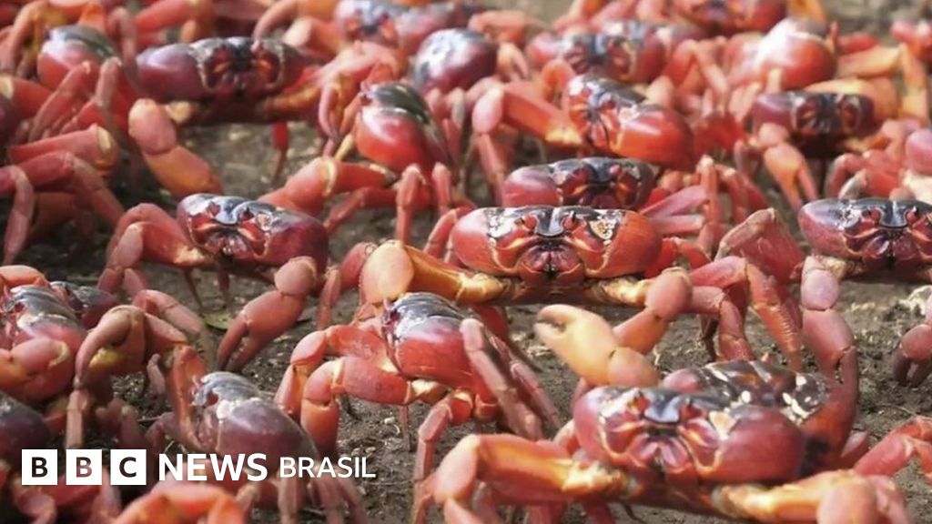 Em migração anual, caranguejos cobrem ilha na Austrália de vermelho