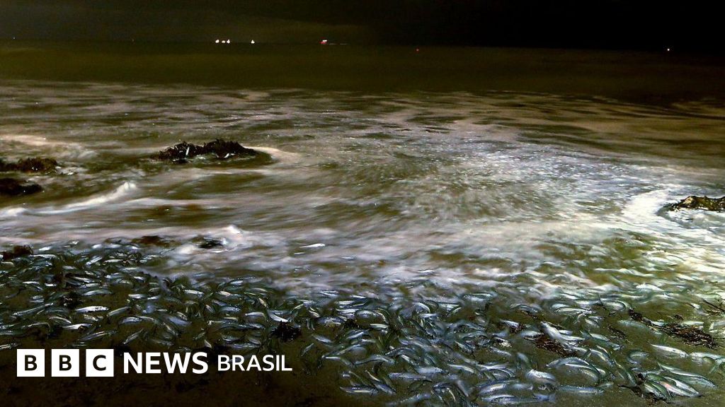 Os peixes que promovem 'orgias' nas praias da Califórnia em rituais ordenados pela Lua