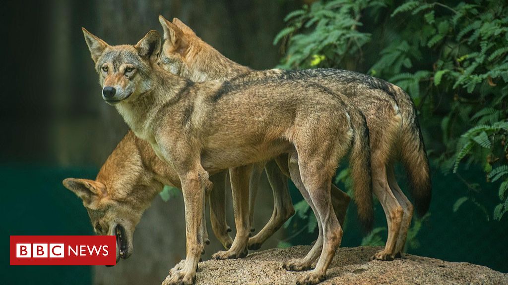 Os lobos assassinos de crianças que espalham terror na Índia