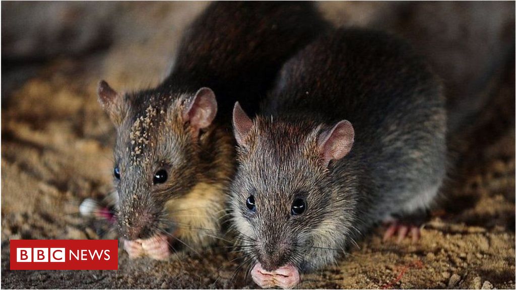 Ratos 'bebem milhares de garrafas de álcool proibido' em estado