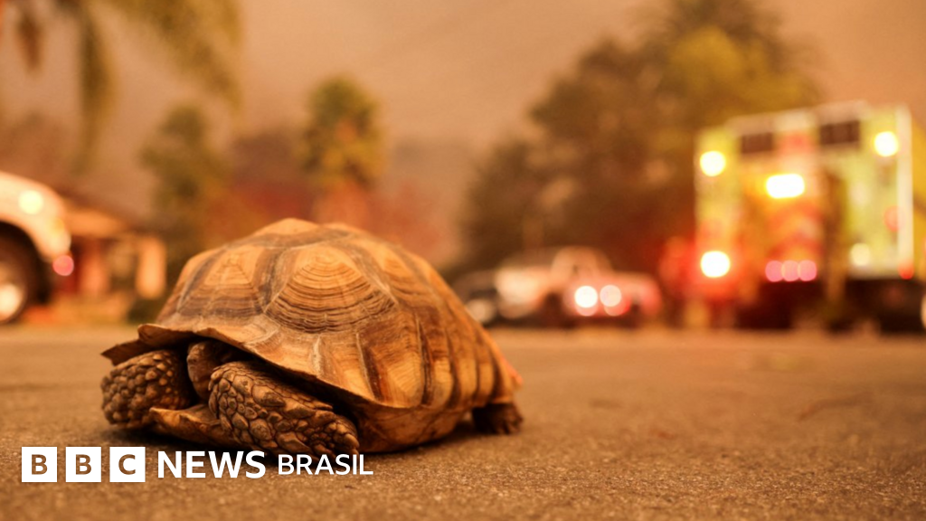 As imagens das pessoas e animais que tentam fugir dos piores incêndios da história em Los Angeles
