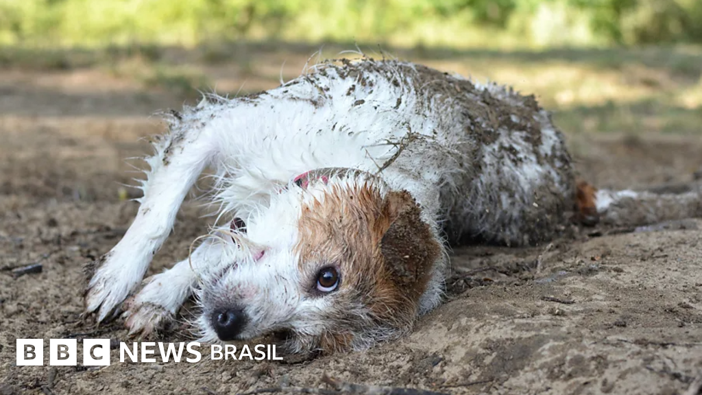 As razões por que cachorros amam rolar no cocô