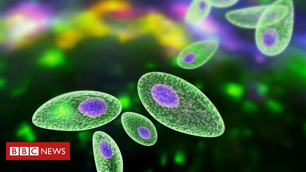 O que é a toxoplasmose, doença que traz riscos à gravidez e você pode ter  tido sem saber - BBC News Brasil