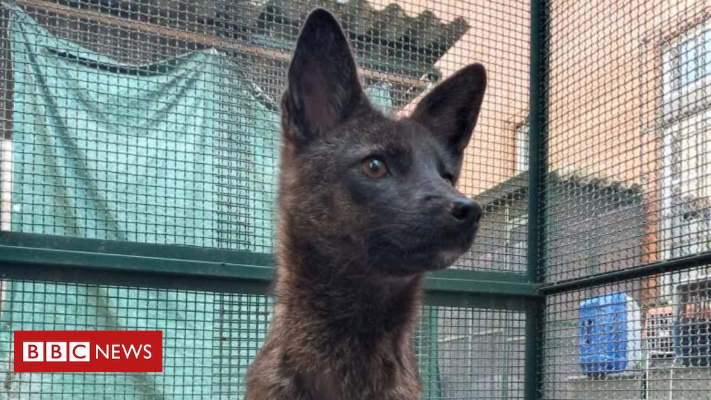 O misterioso animal híbrido de 'raposa' e cão encontrado em estrada do RS -  BBC News Brasil